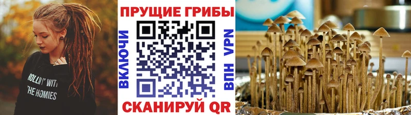 Псилоцибиновые грибы Psilocybine cubensis  дарнет шоп  Миллерово 